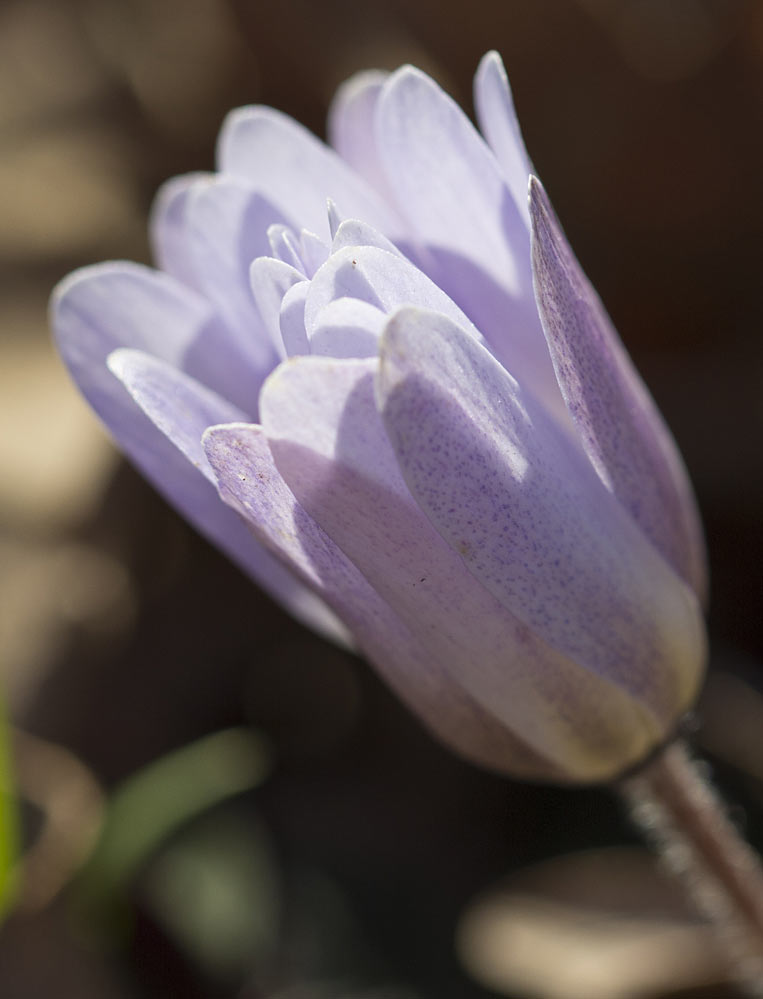 Image of Anemone blanda specimen.