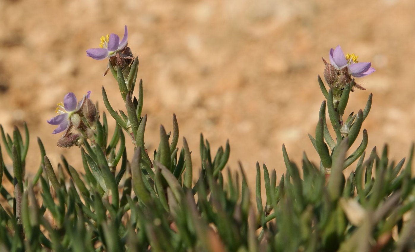 Image of Spergularia media specimen.