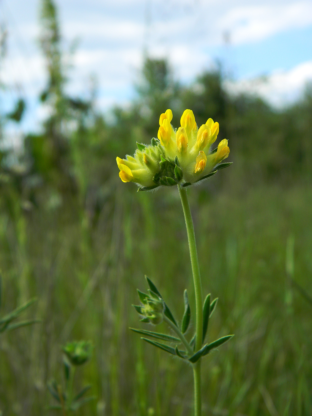 Image of Anthyllis vulneraria var. schiwereckii specimen.