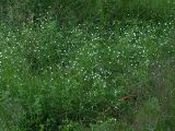 Stellaria graminea. Цветущие растения. Санкт-Петербург, Пискарёвский парк. 05.07.2009.