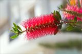 Callistemon citrinus. Верхушка побега с соцветием. Греция, о. Крит, Ретимно (Ρέθυμνο), городское озеленение. 02.05.2014.