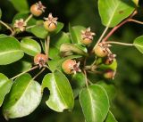 Pyrus pyraster. Формирующиеся плоды и листья. Московская обл., Раменский р-н, окр. ж.-д. платформы Хрипань, смешанный лес у ЛЭП. 13.06.2016.
