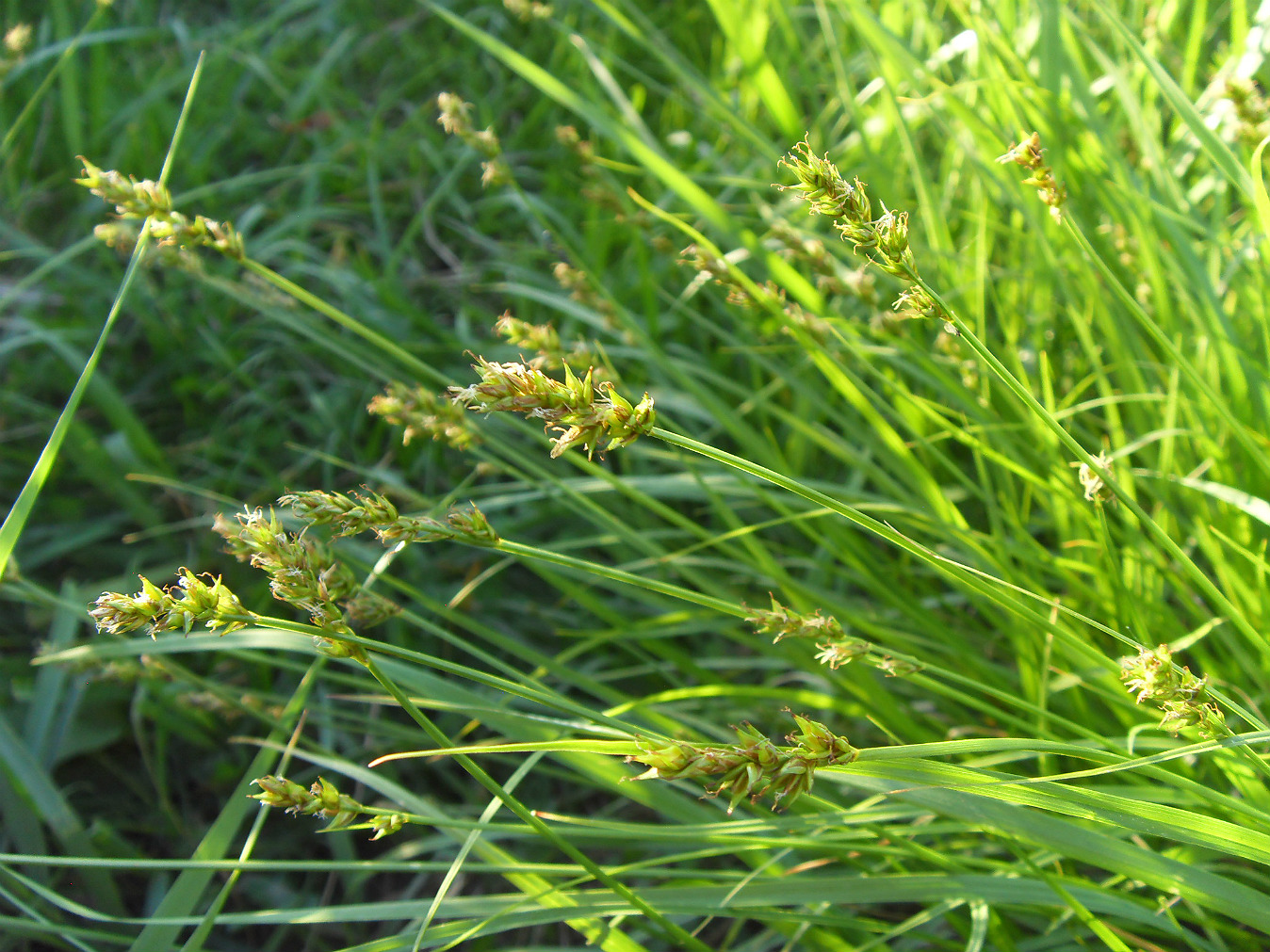 Изображение особи Carex spicata.