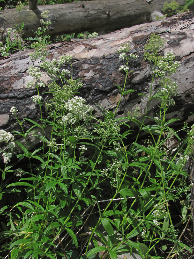 Image of Galium rubioides specimen.
