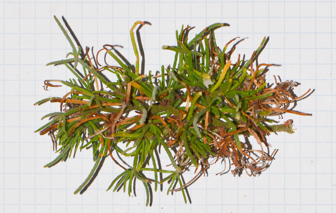 Image of Limonium papillatum specimen.