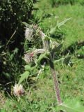 Cirsium buschianum. Верхушка побега с нераспустившимися соцветиями. Кабардино-Балкария, Эльбрусский р-н, окр. с. Эльбрус, склон горы. 13.07.2016.