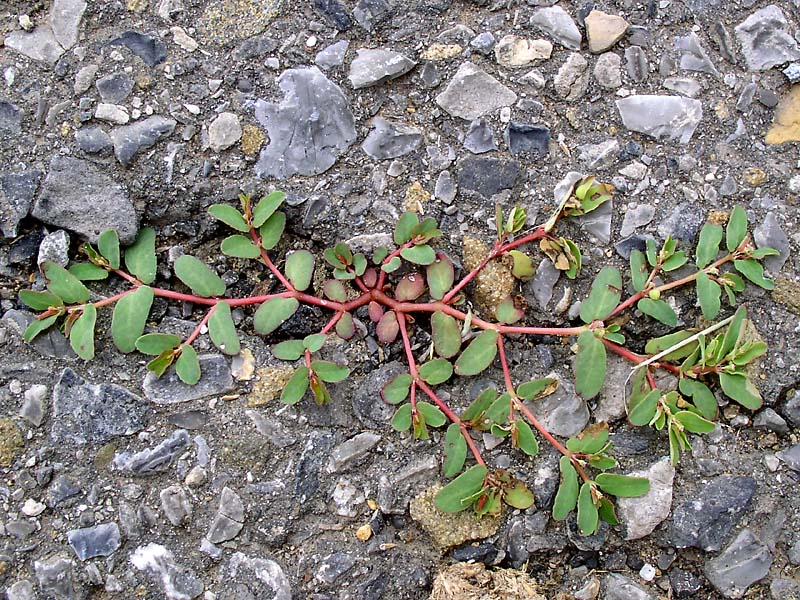 Изображение особи Euphorbia humifusa.