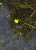 Utricularia × neglecta