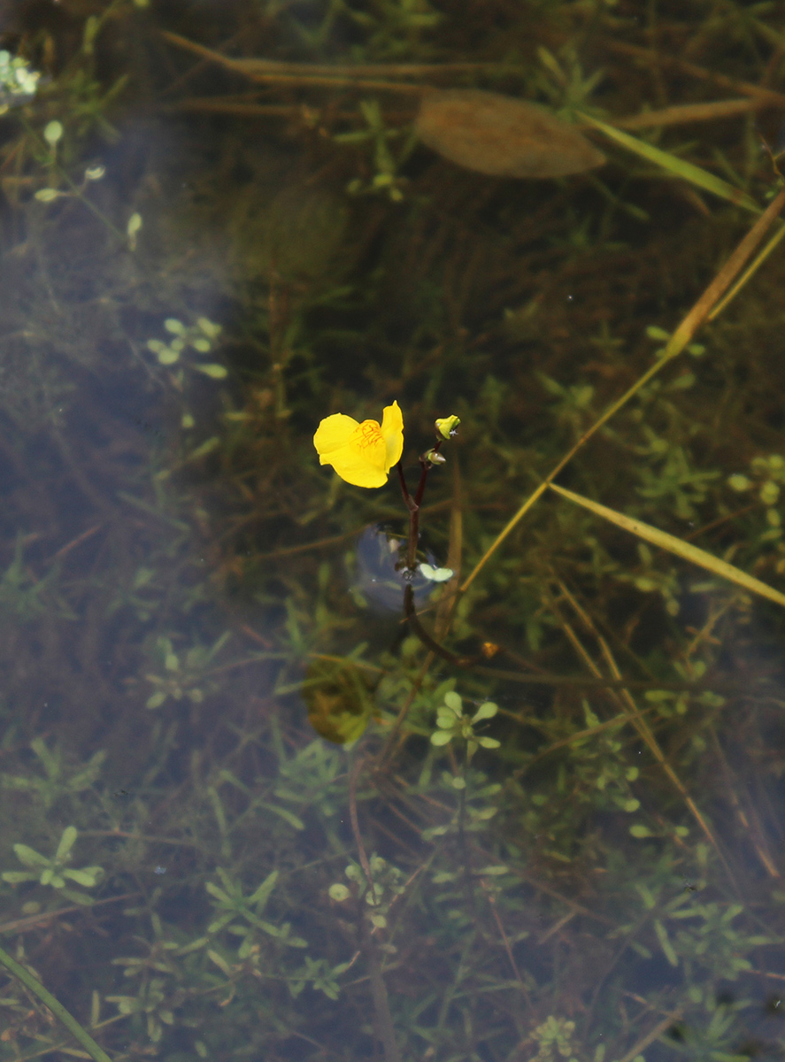 Изображение особи Utricularia australis.