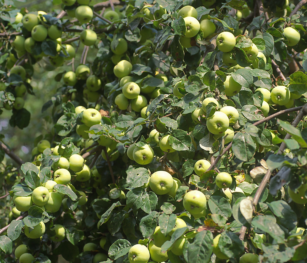 Изображение особи Malus domestica.