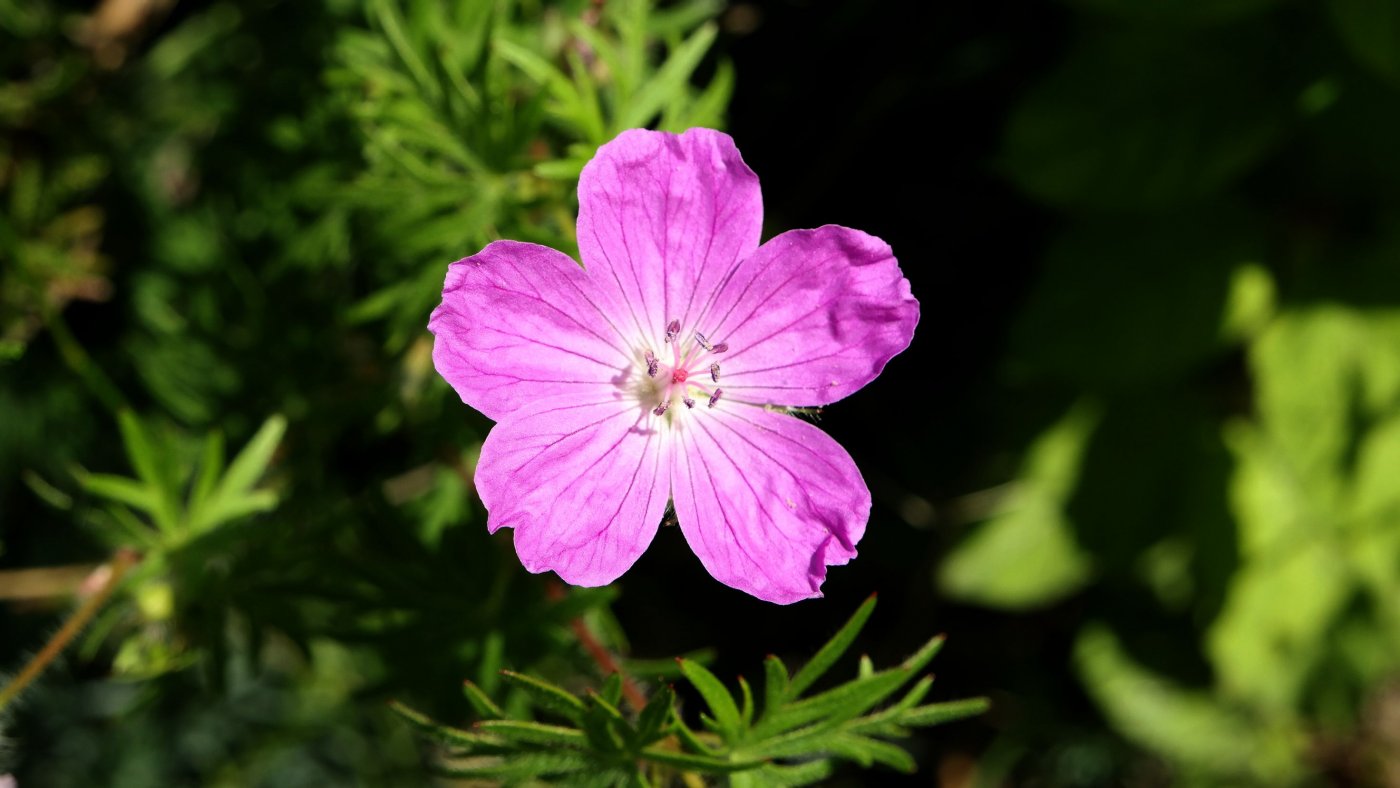 Image of Geranium sanguineum specimen.