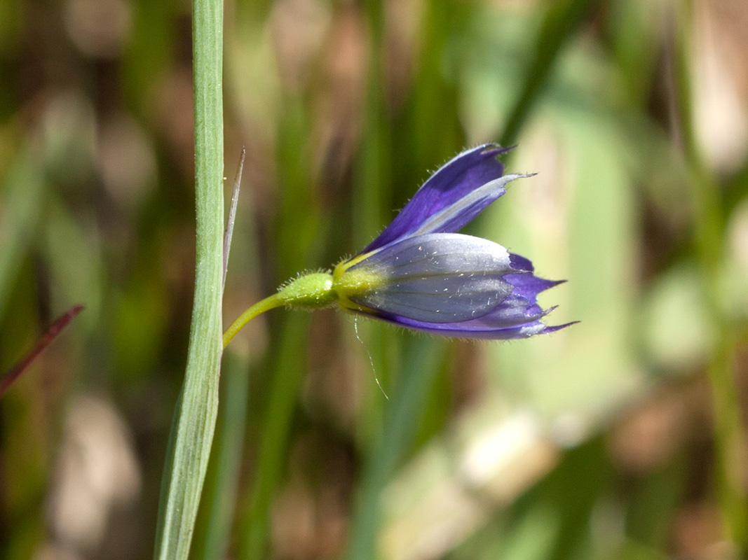 Image of Sisyrinchium septentrionale specimen.