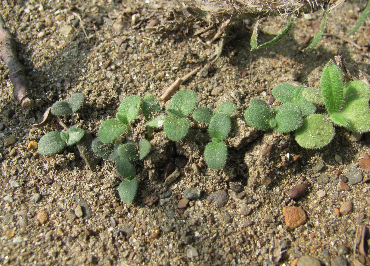 Image of Echium vulgare specimen.
