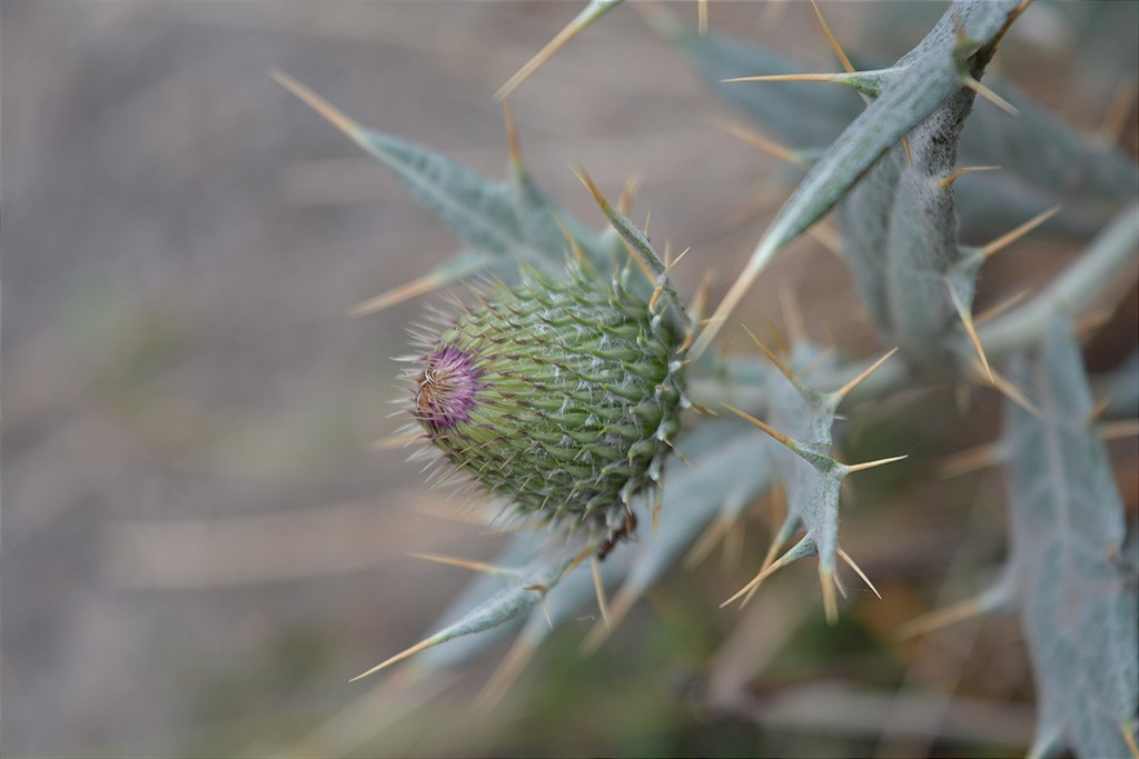 Image of Cirsium argillosum specimen.