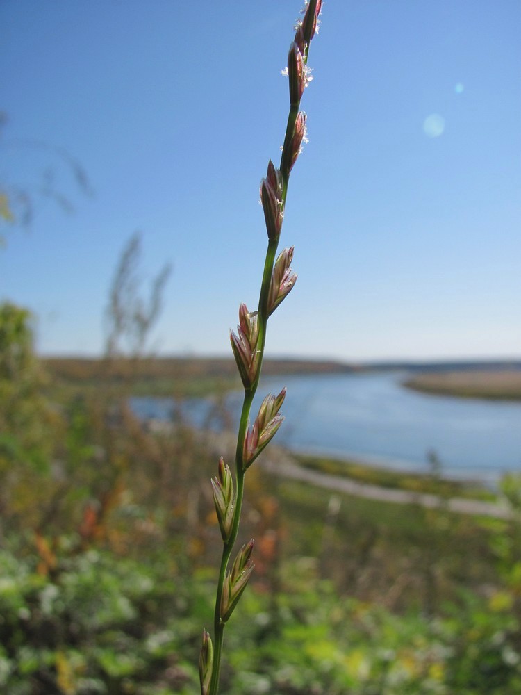 Изображение особи × Festulolium loliaceum.