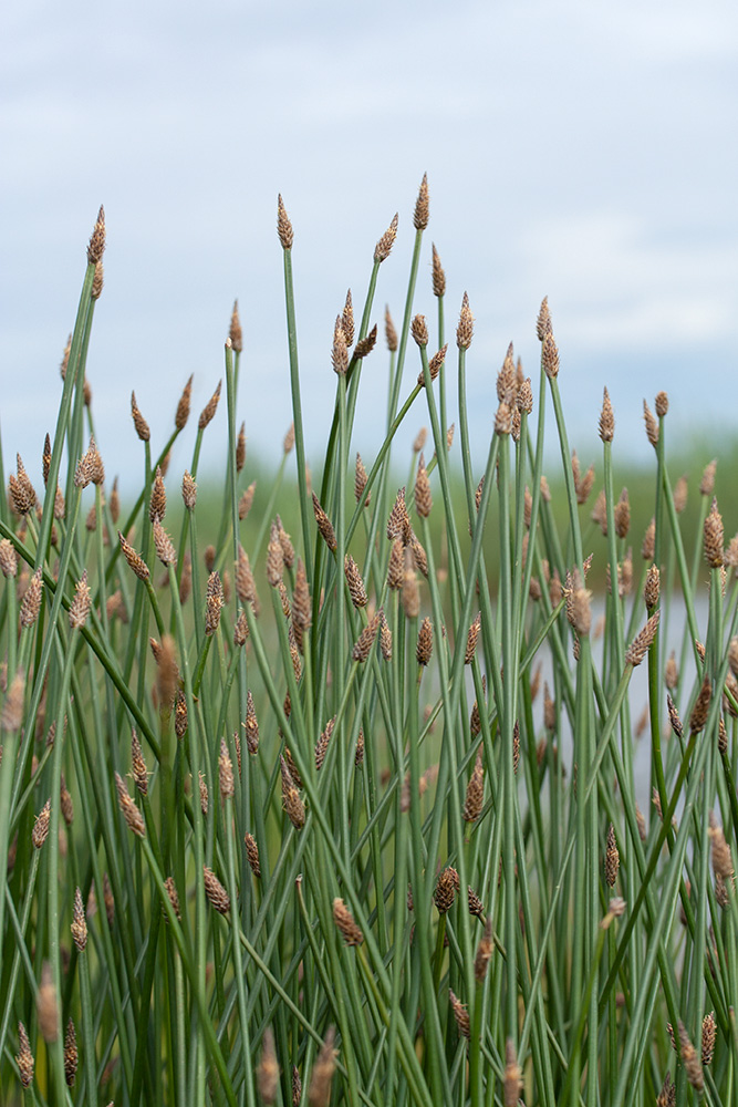 Изображение особи Eleocharis palustris.