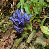 Gentiana septemfida. Верхушка цветущего растения. Краснодарский край, Адлерский р-н, окр. пос. Красная Поляна, гора Аибга, пик Чёрная Пирамида, альпийский луг, выс. ≈ 2000 м н.у.м. 19.09.2016.