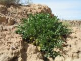 Astragalus tetrastichus. Плодоносящее растение. Казахстан, южные отроги Джунгарского Алатау к зап. от с. Коктал, гипсоносные глины и пески. 22 мая 2016 г.