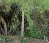 Parkinsonia aculeata