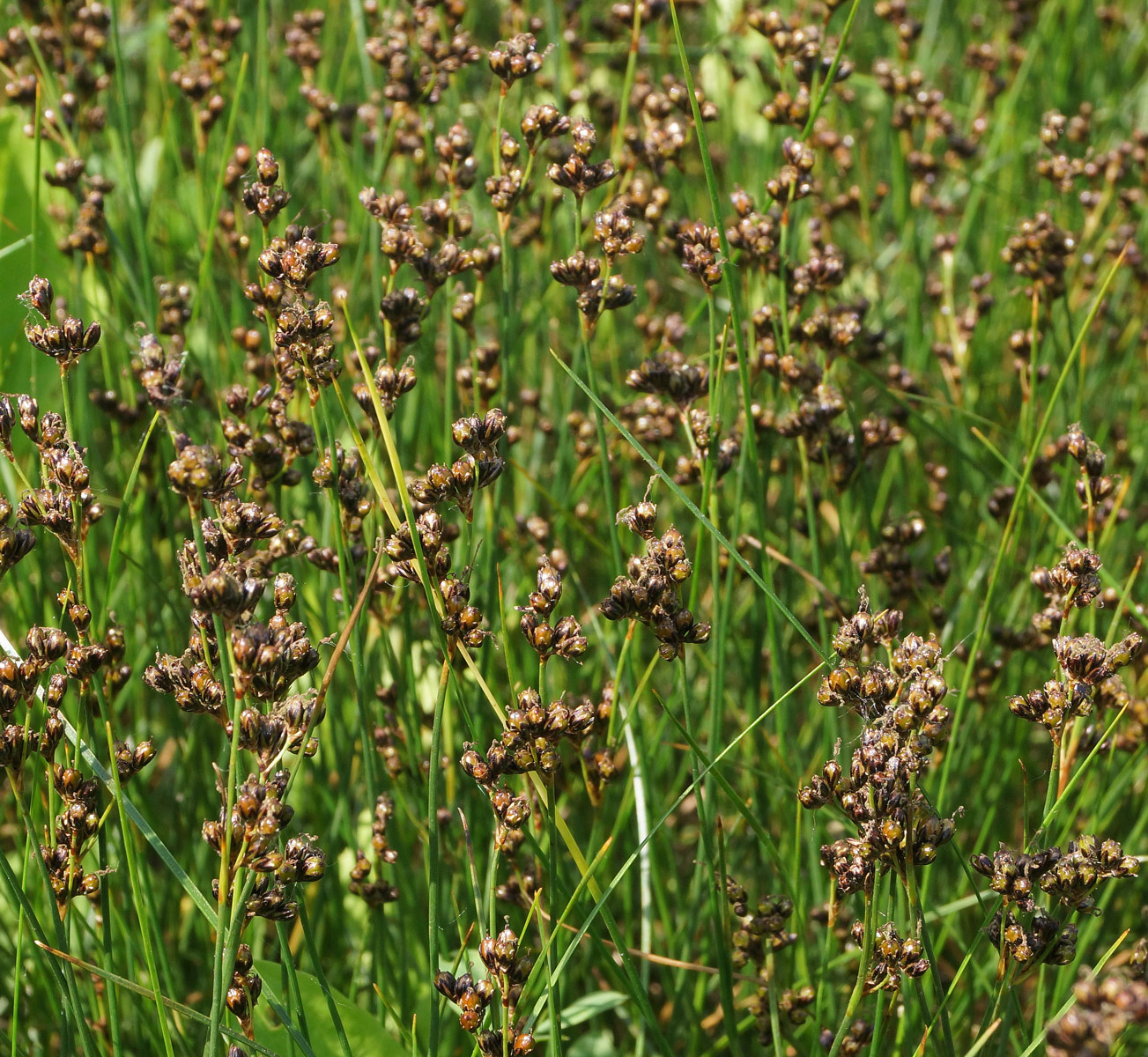 Image of Juncus gerardi specimen.