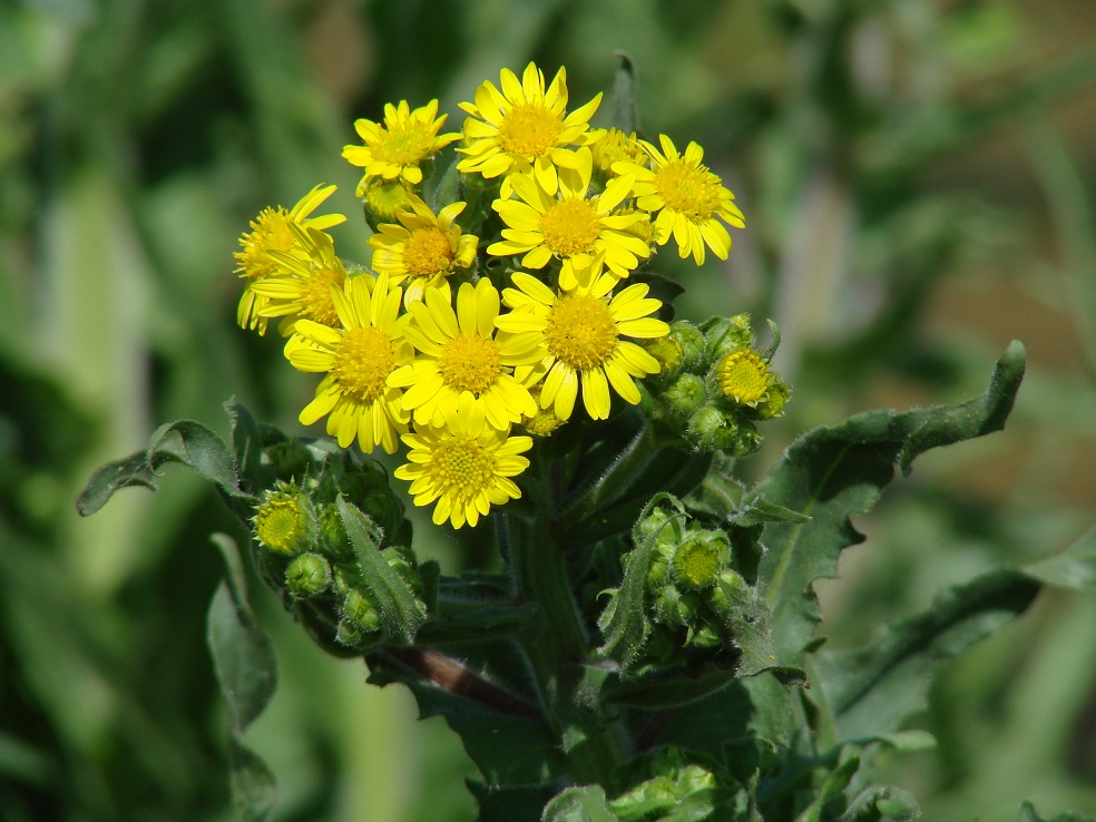 Изображение особи Tephroseris palustris.