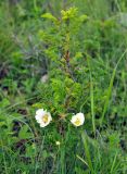 Rosa spinosissima. Цветущее растение. Крым, гора Чатырдаг (нижнее плато), балка на опушке буково-грабового леса. 05.06.2016.
