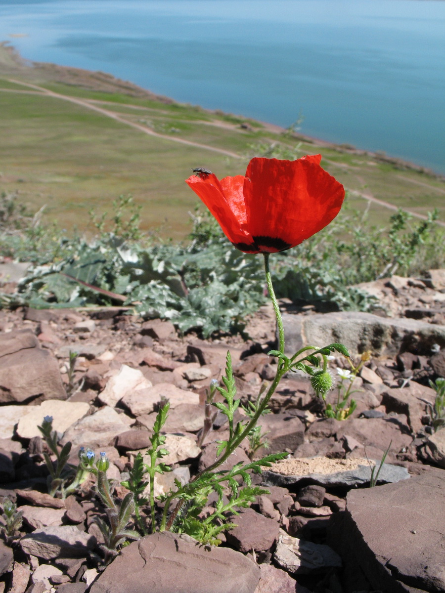 Image of Papaver pavoninum specimen.