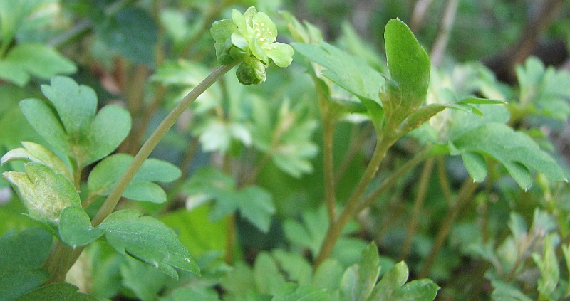 Image of Adoxa moschatellina specimen.