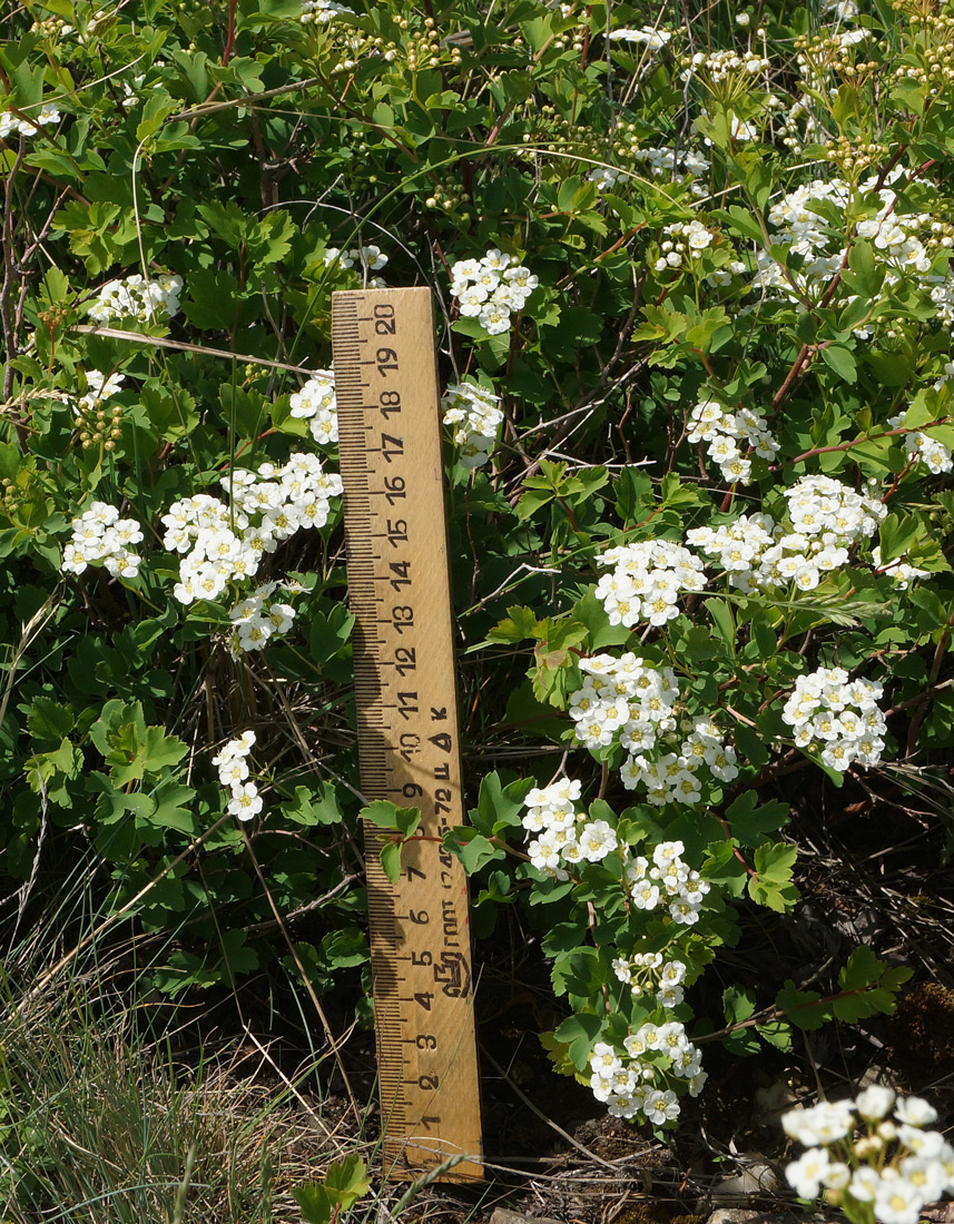 Изображение особи Spiraea trilobata.