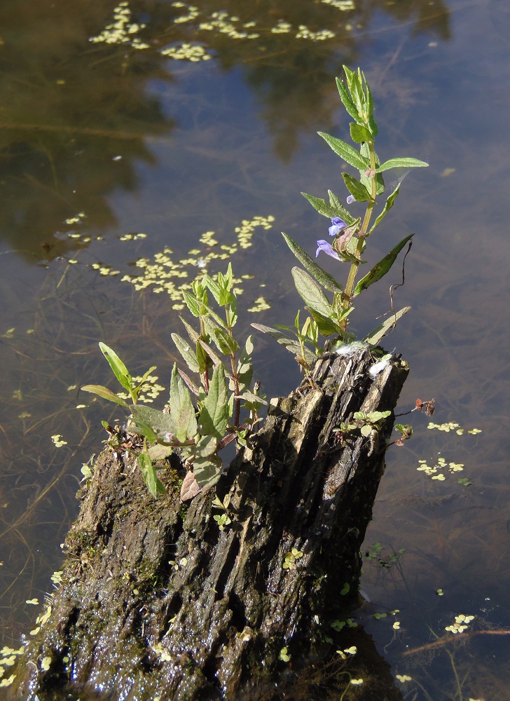 Image of Scutellaria galericulata specimen.