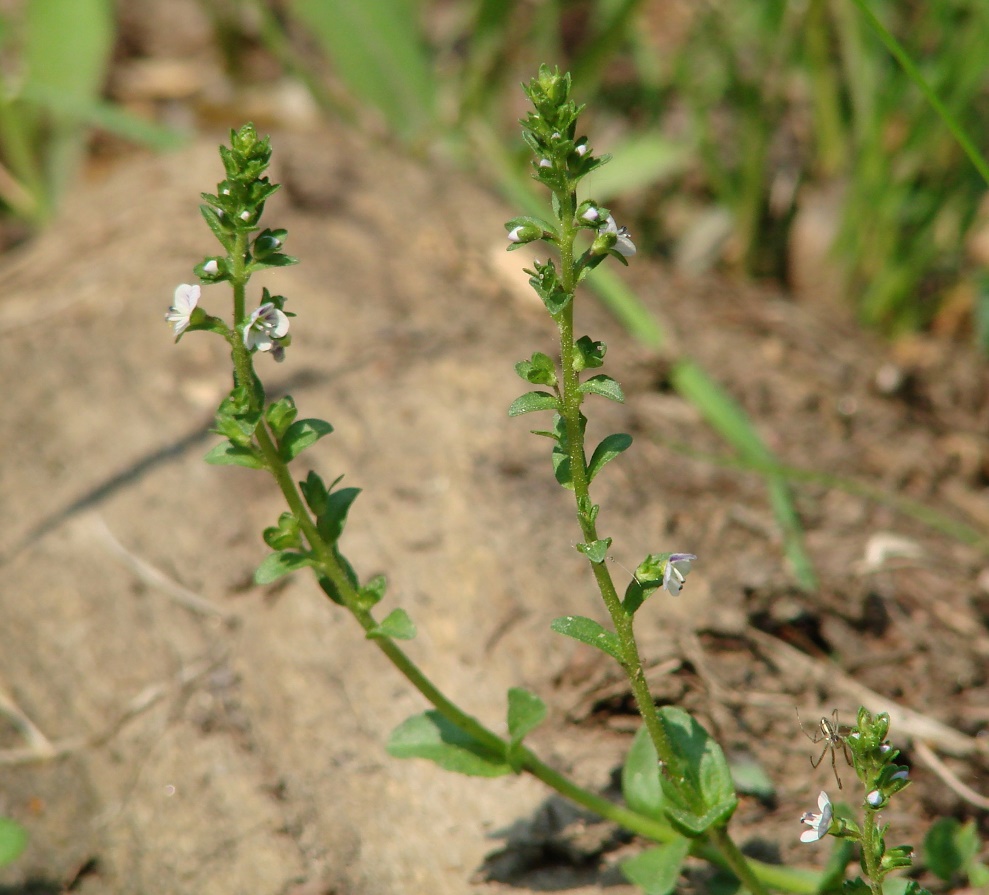 Изображение особи Veronica serpyllifolia.