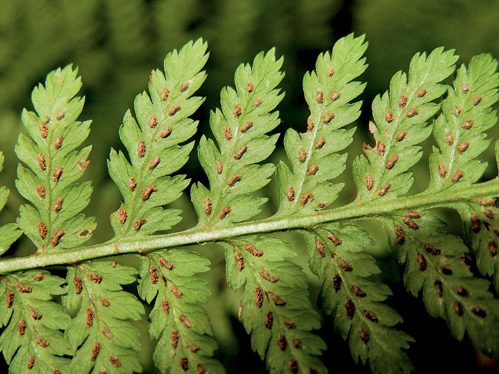 Изображение особи Athyrium filix-femina.