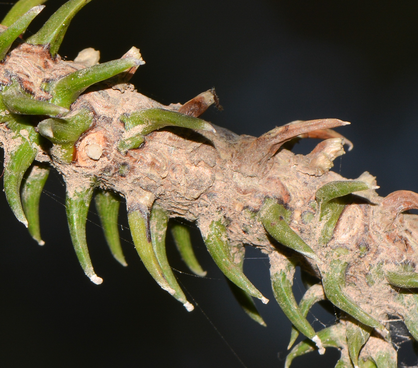 Изображение особи Araucaria angustifolia.