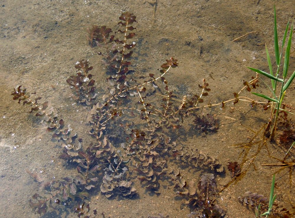 Изображение особи Potamogeton perfoliatus.