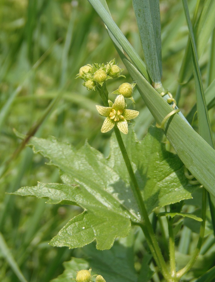 Image of Bryonia alba specimen.