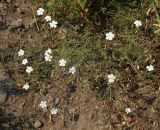 Dianthus ramosissimus