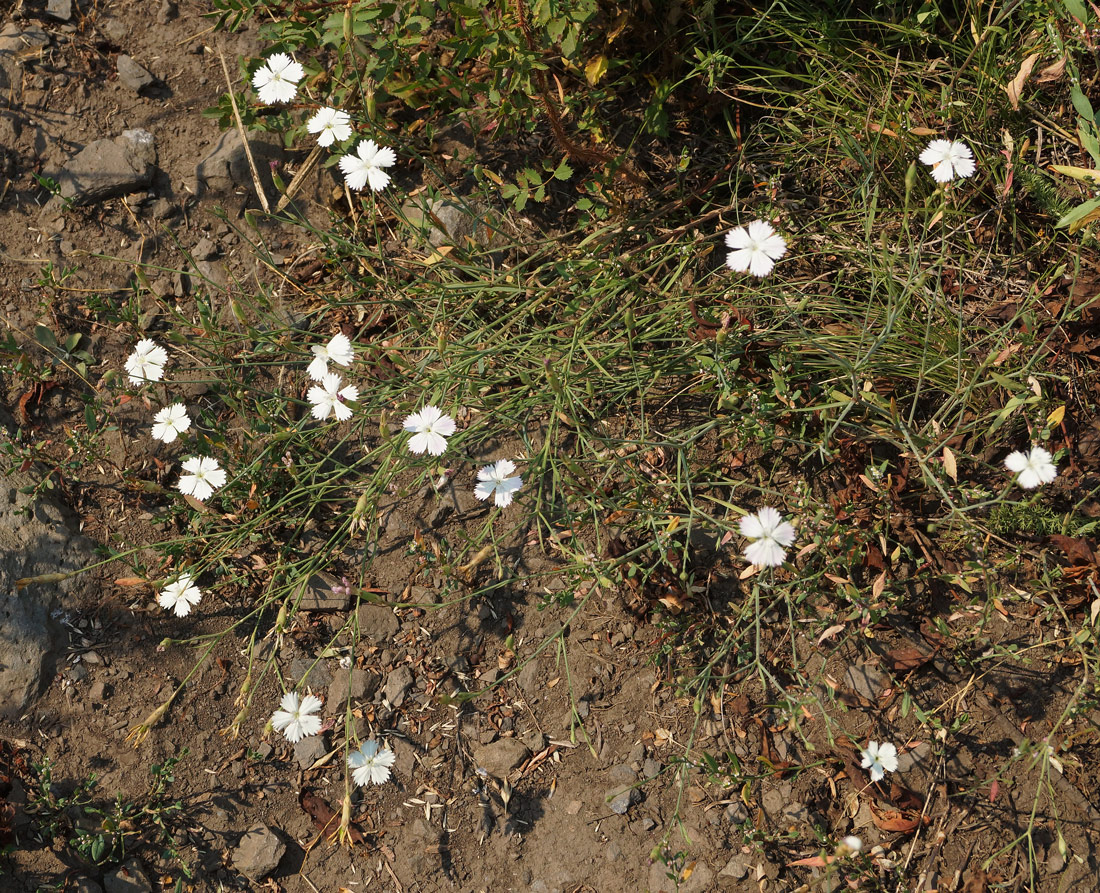 Изображение особи Dianthus ramosissimus.