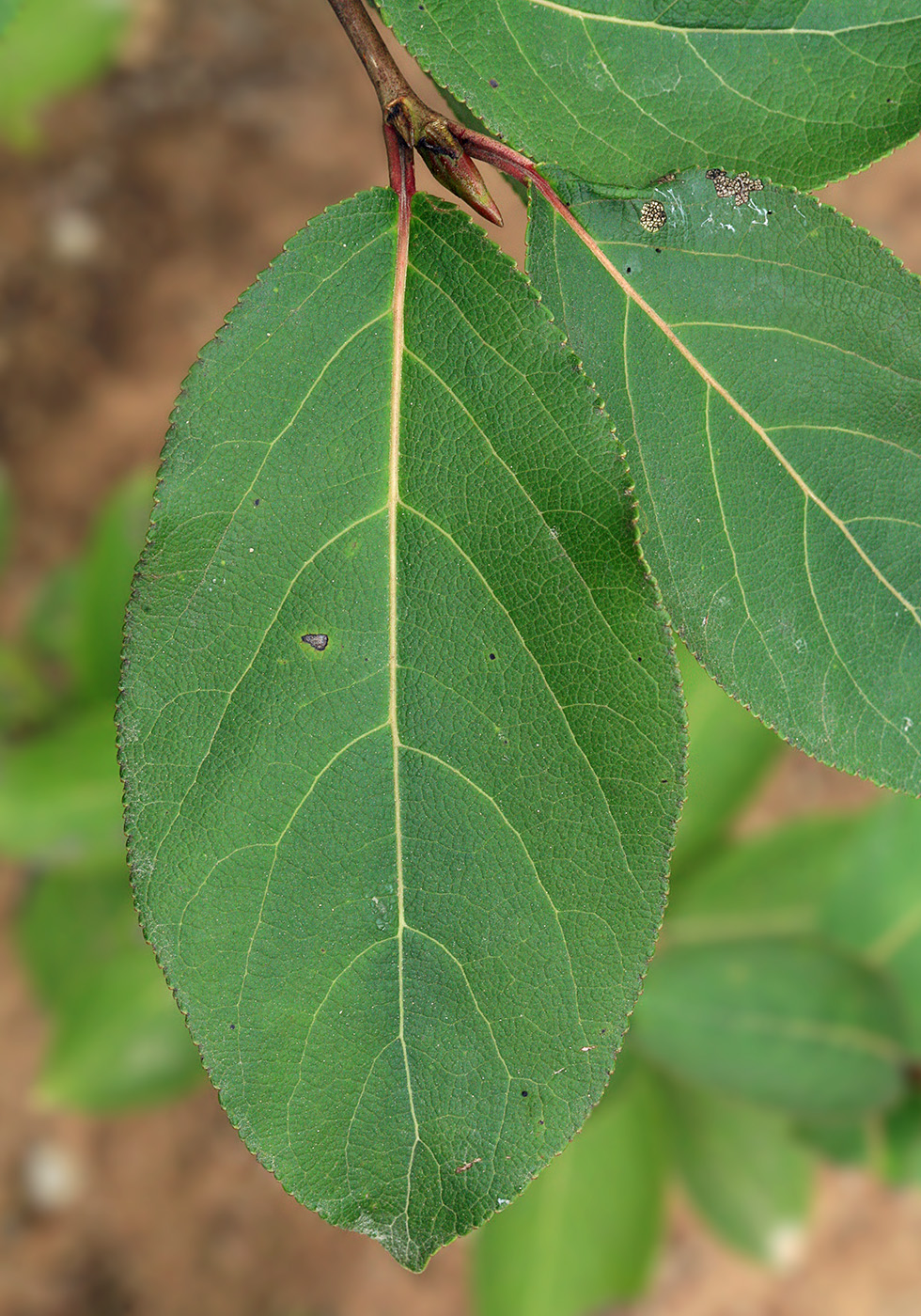 Изображение особи Populus suaveolens.