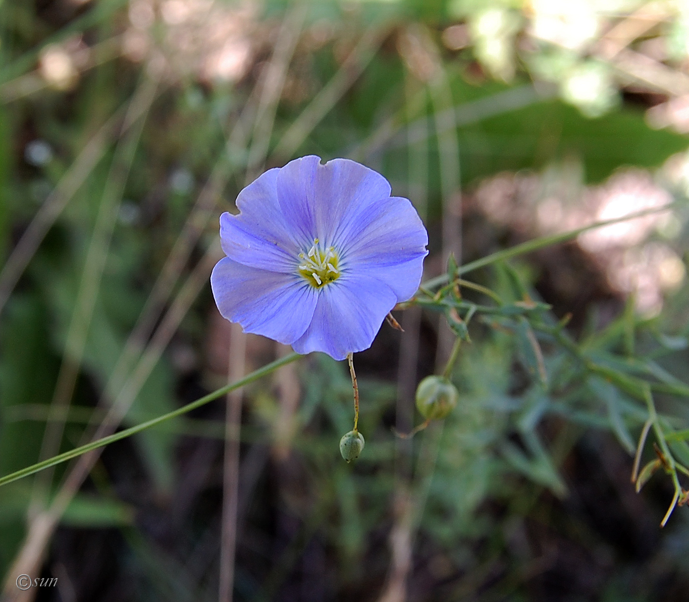 Изображение особи Linum austriacum.