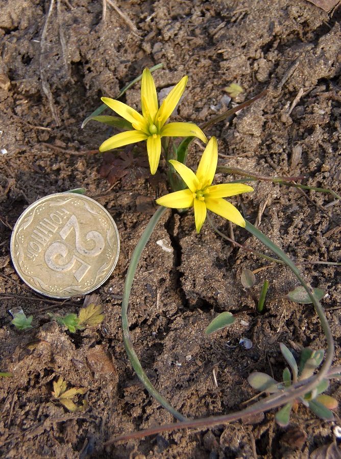 Image of genus Gagea specimen.