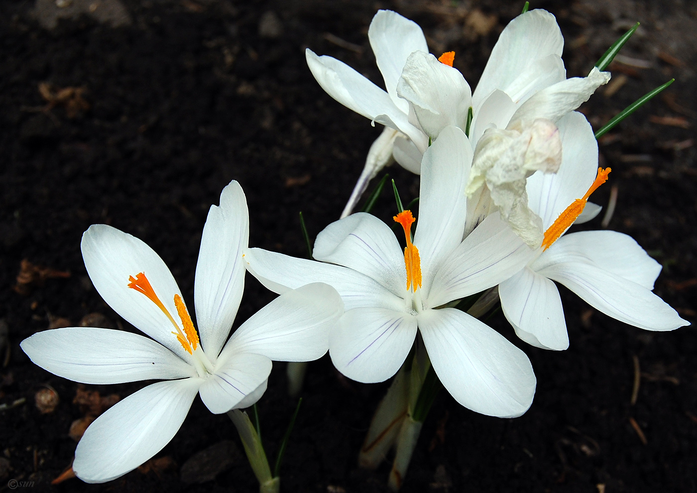 Image of Crocus reticulatus specimen.