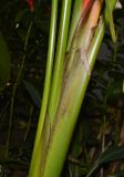 Heliconia stricta