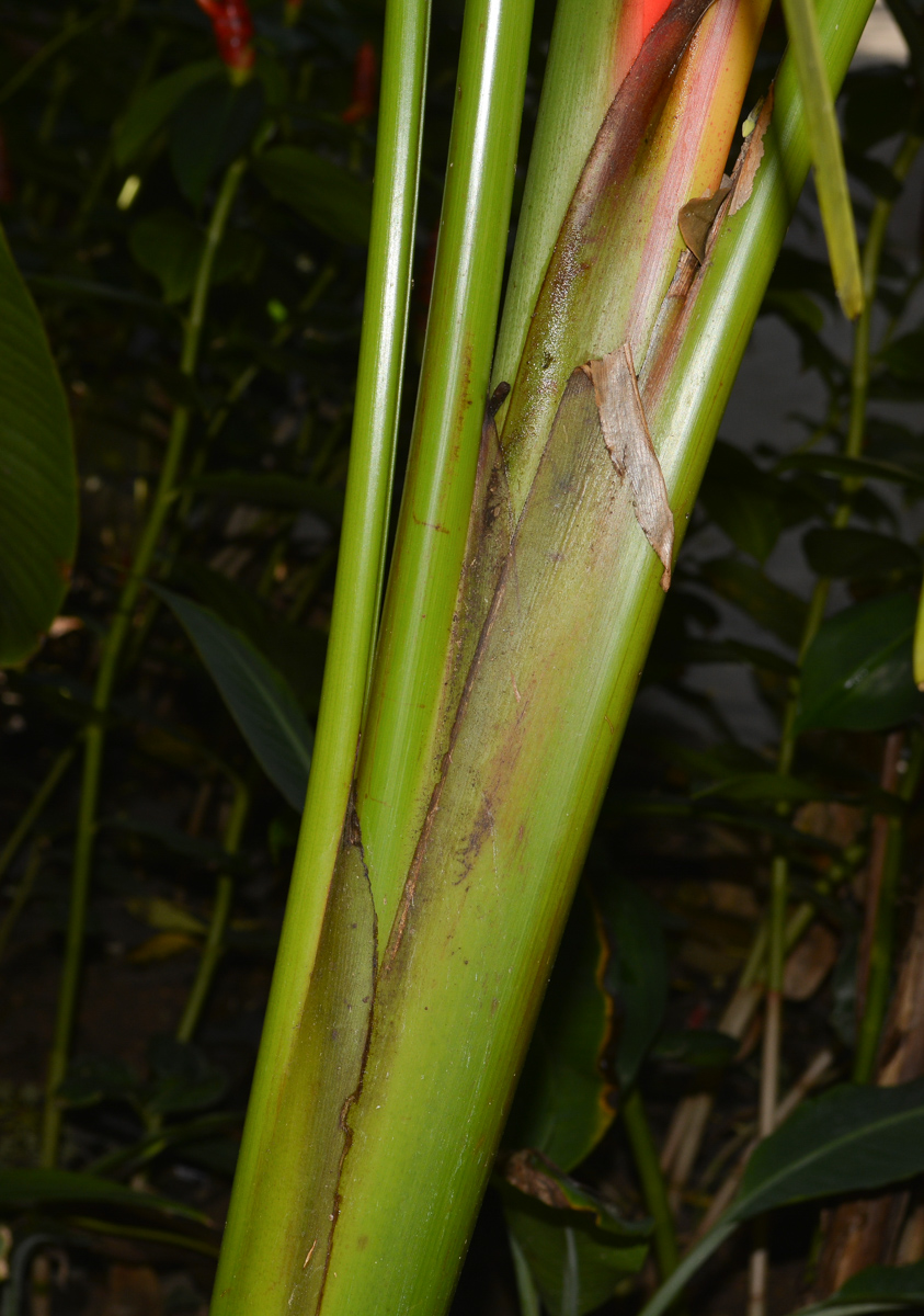 Image of Heliconia stricta specimen.