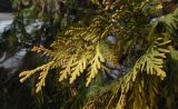 Thuja occidentalis