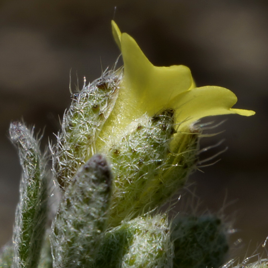 Image of Alyssum smyrnaeum specimen.