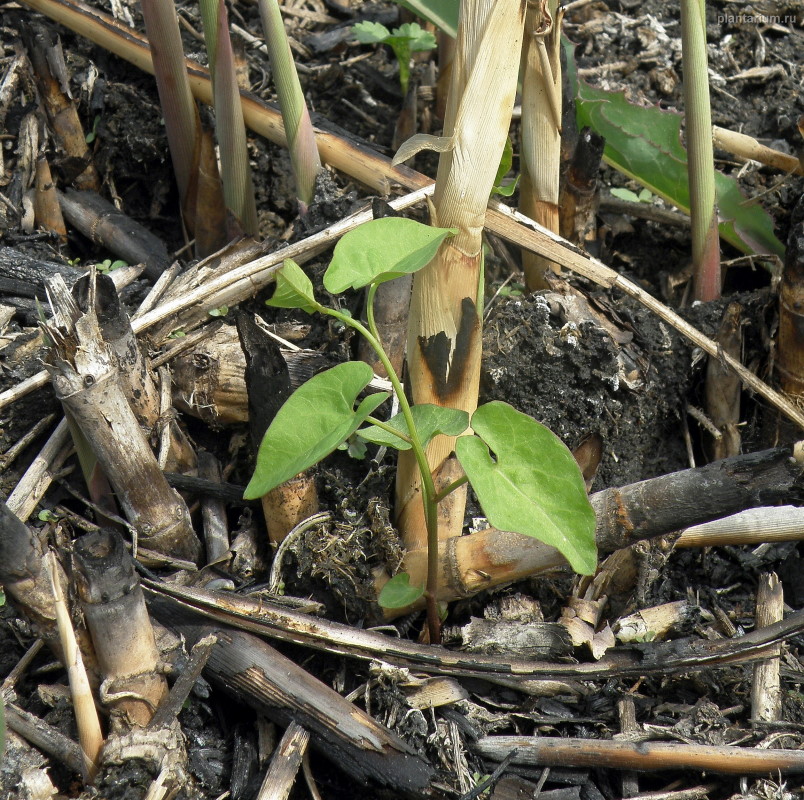 Image of Calystegia sepium specimen.