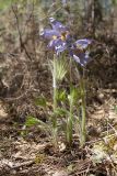 Pulsatilla patens. Отцветающие растения. Псковская обл., Себежский р-н, между. дер. Козлово и дер. Мостище, сухой кустарничково-зеленомошный сосняк на песке. 06.05.2017.