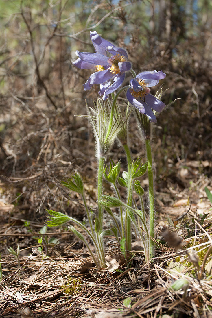 Изображение особи Pulsatilla patens.