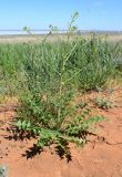 Sisymbrium altissimum