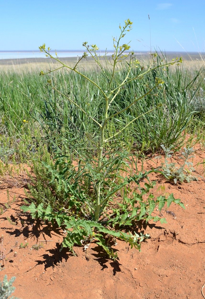 Image of Sisymbrium altissimum specimen.